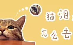 猫泪痕怎么去除