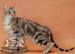 肯尼亚猫不会用猫抓板怎么办 肯尼亚猫猫抓板训练