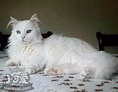 蒂凡尼猫多久洗一次澡 蒂凡尼猫洗澡注意事项