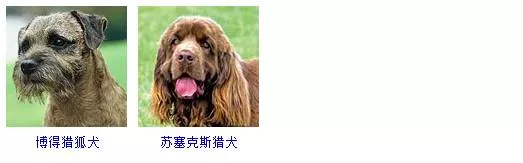 小型犬品种大全 这些狗狗你想养哪只？小型犬品种大全 这些狗狗你想养哪只？