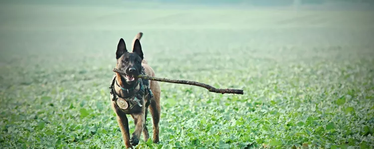 中国本土狼犬介绍 这四大狼犬护卫能力邻居都怕中国本土狼犬介绍 这四大狼犬护卫能力邻居都怕