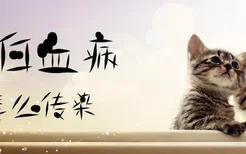 猫白血病怎么传染