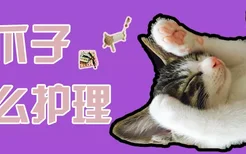 猫爪子怎么护理