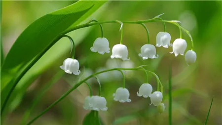 梅花会结果吗