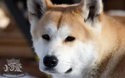 秋田犬什么时候开始训练最好 秋田犬最佳训练时间