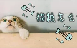 猫粮怎么保存