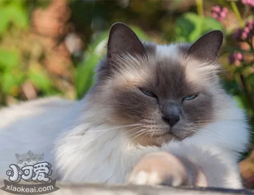 伯曼猫食欲不好是什么原因 伯曼猫食欲差解决办法