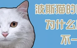 波斯猫的眼睛为什么颜色不一样