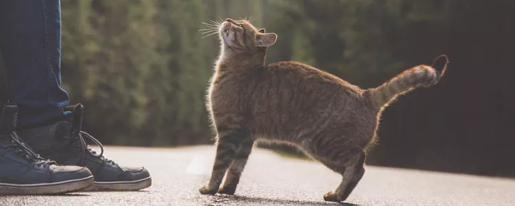 带猫出去玩猫怎么排便 宠物尿不湿了解一下！