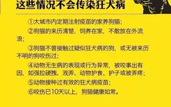 被小奶猫挠了会发烧吗 如何正确处理伤口