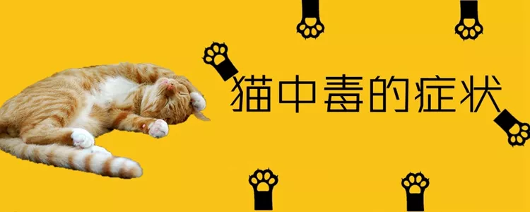 猫中毒的症状