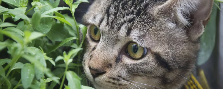 中国狸花猫多少钱一只 这只猫价钱非常划算了