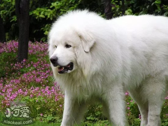 大白熊犬拉肚子怎么办 大白熊犬拉稀治疗方法1