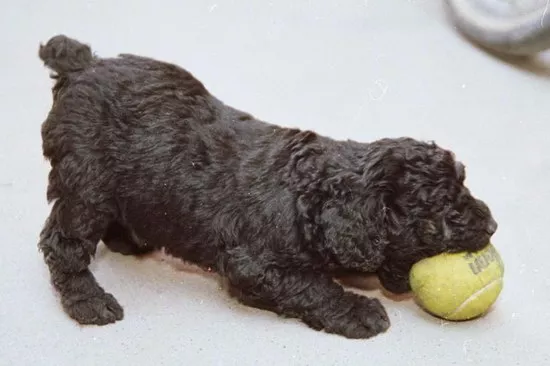 匈牙利牧羊犬价格是多少钱 纯种匈牙利牧羊犬多少钱一只2