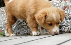 老年犬要吃什么好？ 犬主须知老年犬的饮食问题