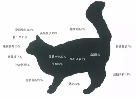 猫内脏出血什么反应 一定要多注意猫咪哦！