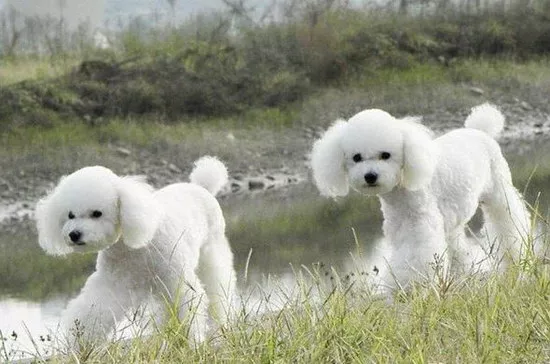 贵宾犬好养吗 贵宾犬好不好养1