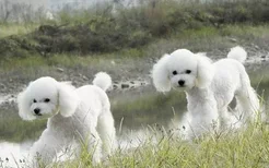 贵宾犬好养吗 贵宾犬好不好养