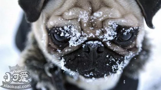 巴哥犬怎么护理 八哥犬日常护理心得1