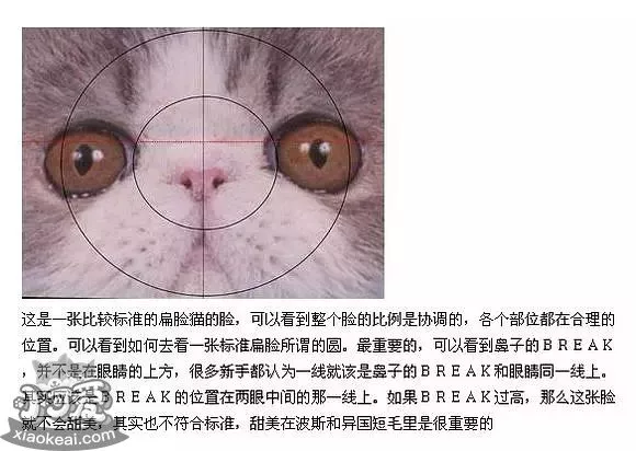 加菲猫怎么看眼鼻一线 加菲猫判断方法