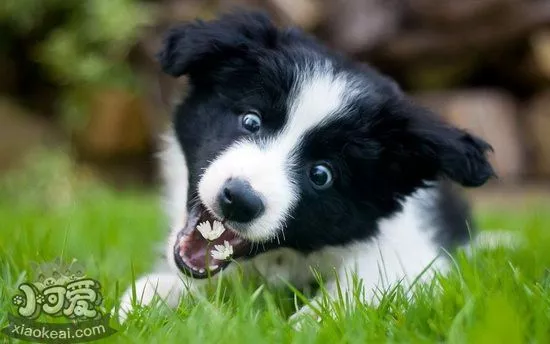 边牧消化不良怎么办 边境牧羊犬消化不良解决方法1