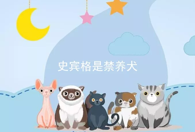 史宾格是禁养犬