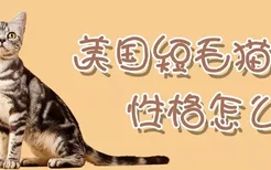 美国短毛猫性格怎么样