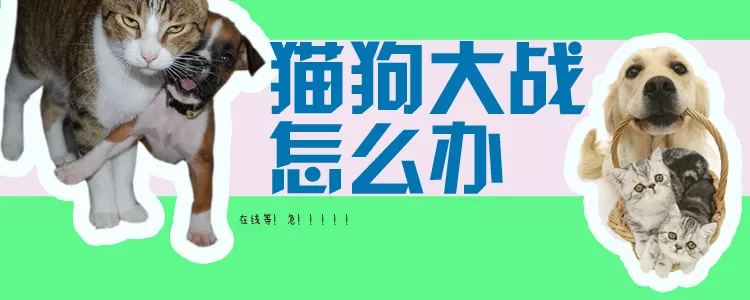 猫狗大战怎么办