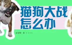 猫狗大战怎么办