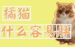 橘猫为什么容易胖