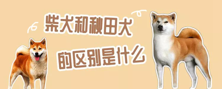  柴犬和秋田犬的区别是什么1