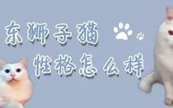 山东狮子猫性格怎么样