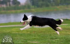 边牧怎么训练接飞盘 边境牧羊犬捡东西训练教程