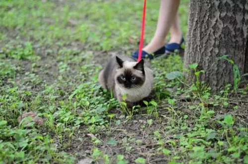 猫咪需要遛吗？遛猫需要注意些什么