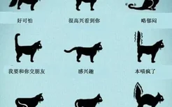 猫尾巴炸毛怎么回事 尾巴炸毛的信息你都掌握了吗