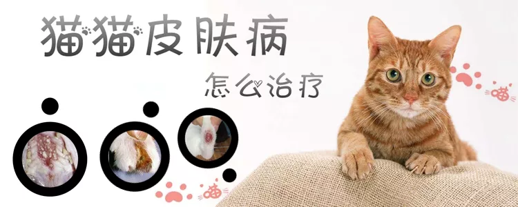 猫猫皮肤病怎么治疗1