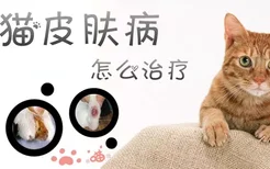 猫猫皮肤病怎么治疗