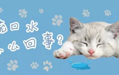 猫流口水是怎么回事