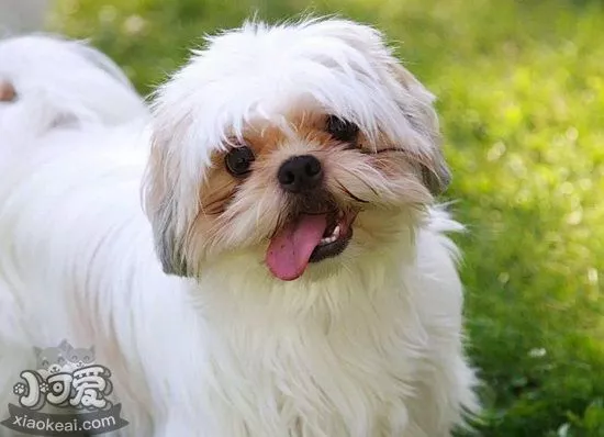 西施犬怎么预防生病 西施犬预防生病方法1