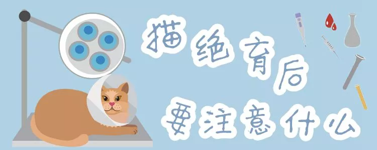 猫绝育后要注意什么