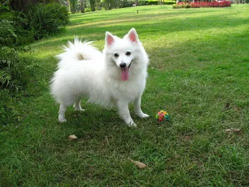 日本黄狼犬价格