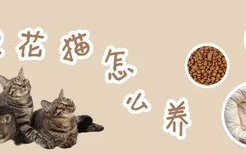 狸花猫怎么养