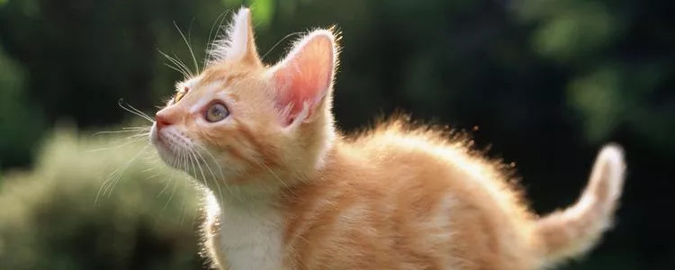 猫冬天在外面住会冻死吗 大多数猫都熬不过室外的冬天猫冬天在外面住会冻死吗 