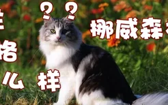 挪威森林猫性格怎么样