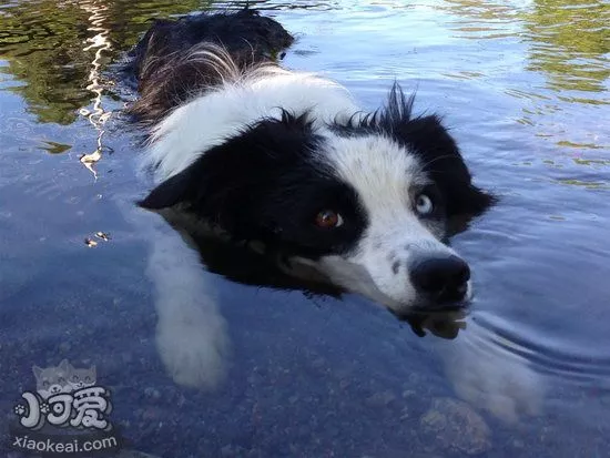 边牧怎么训练游泳 边境牧羊犬游泳训练教程1