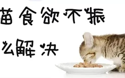 猫食欲不振怎么解决