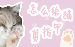 怎么给猫剪指甲