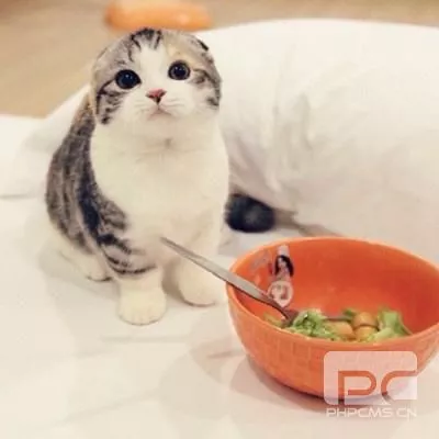 如何防止猫咪挑食 猫咪挑食解决办法