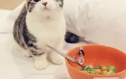 如何防止猫咪挑食 猫咪挑食解决办法