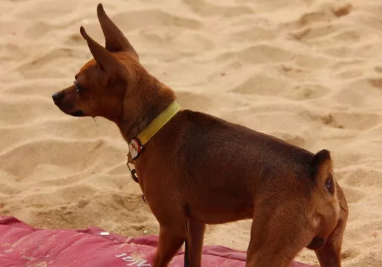 小鹿犬好养吗 小鹿犬(迷你杜宾犬)适合什么人养